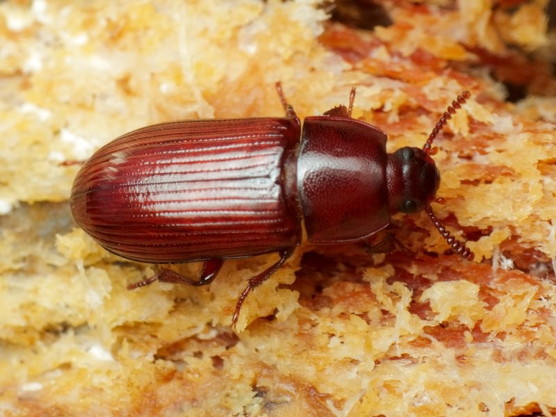 Uloma rufa (Piller & Mitterpacher, 1783)